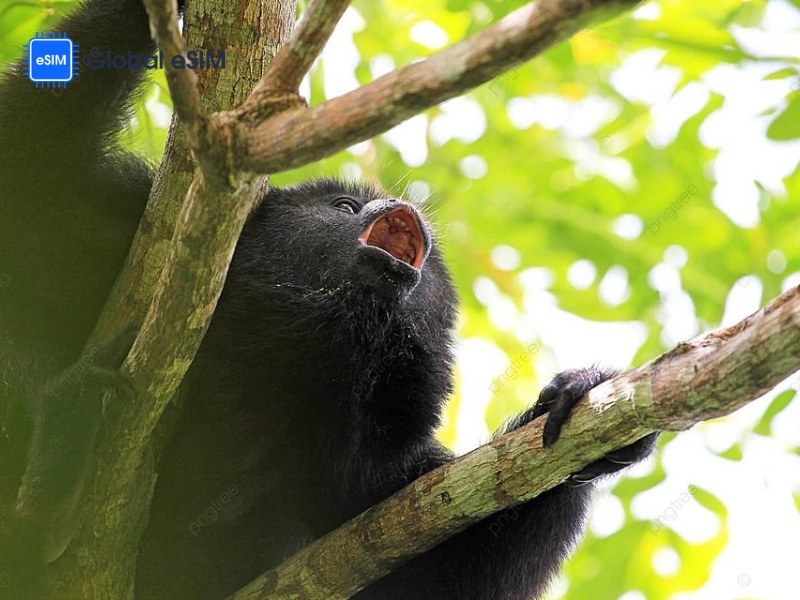 Interesting Facts About Guatemala: Biodiversity Hotspot